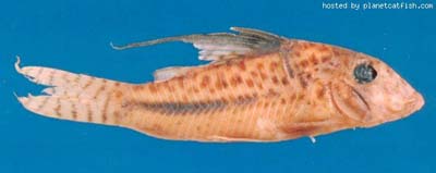 Corydoras filamentosus